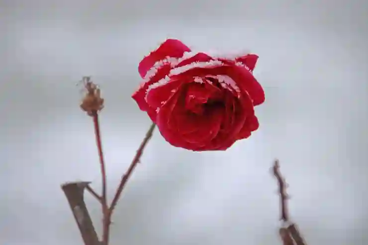 잇몸 스케일링 비용: 속 시원하게 파헤쳐보는 모든 것