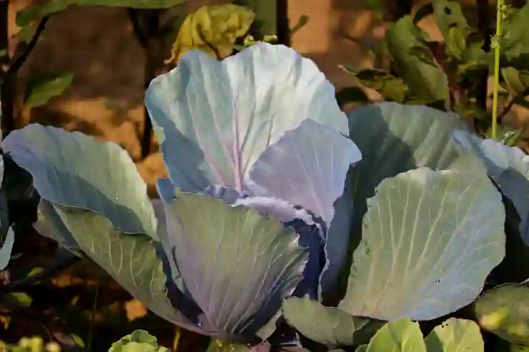 양배추로 건강한 생식을 위한 비법 알아보기