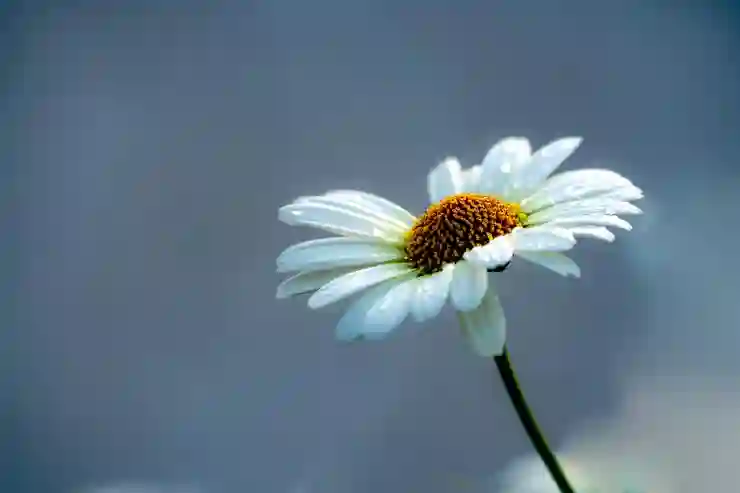 꿈의 집을 위한 주식 투자 전략 살펴보기