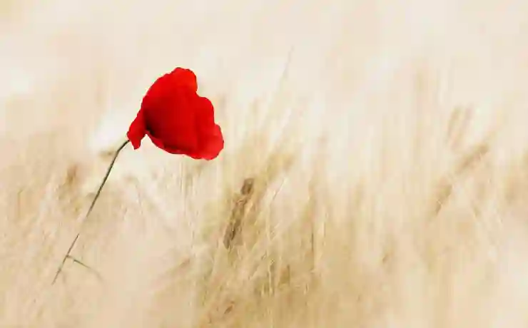 로봇과 AI의 미래를 여는 레인보우로보틱스의 혁신 탐구