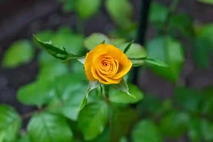 가족과 함께하는 포천 풍혈산 캠핑의 모든 것 알아보기