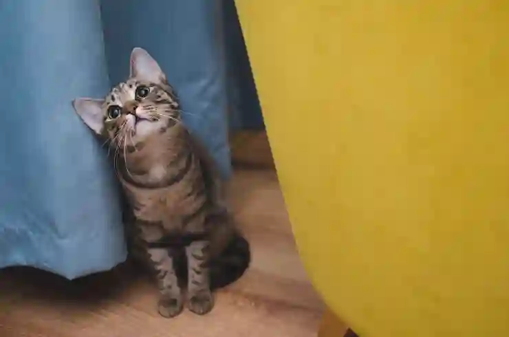 갤럭시에서 즐기는 귀여운 고양이 감성 배경화면