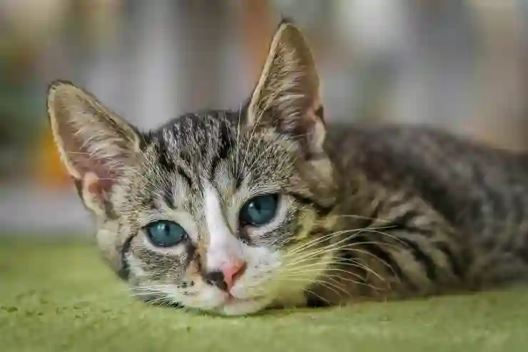갤럭시에서 즐기는 귀여운 고양이 감성 배경화면