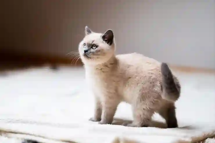 갤럭시에서 귀여운 고양이 배경화면 찾기 추천