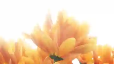 여성 정규직 취업을 위한 5가지 전략 알아보기