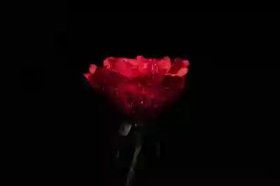 KBS 열린음악회 방청신청 후기: 생생한 현장 경험과 팁