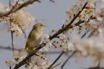 구글 허밍을 이용한 음악 검색 꿀팁 알아보기